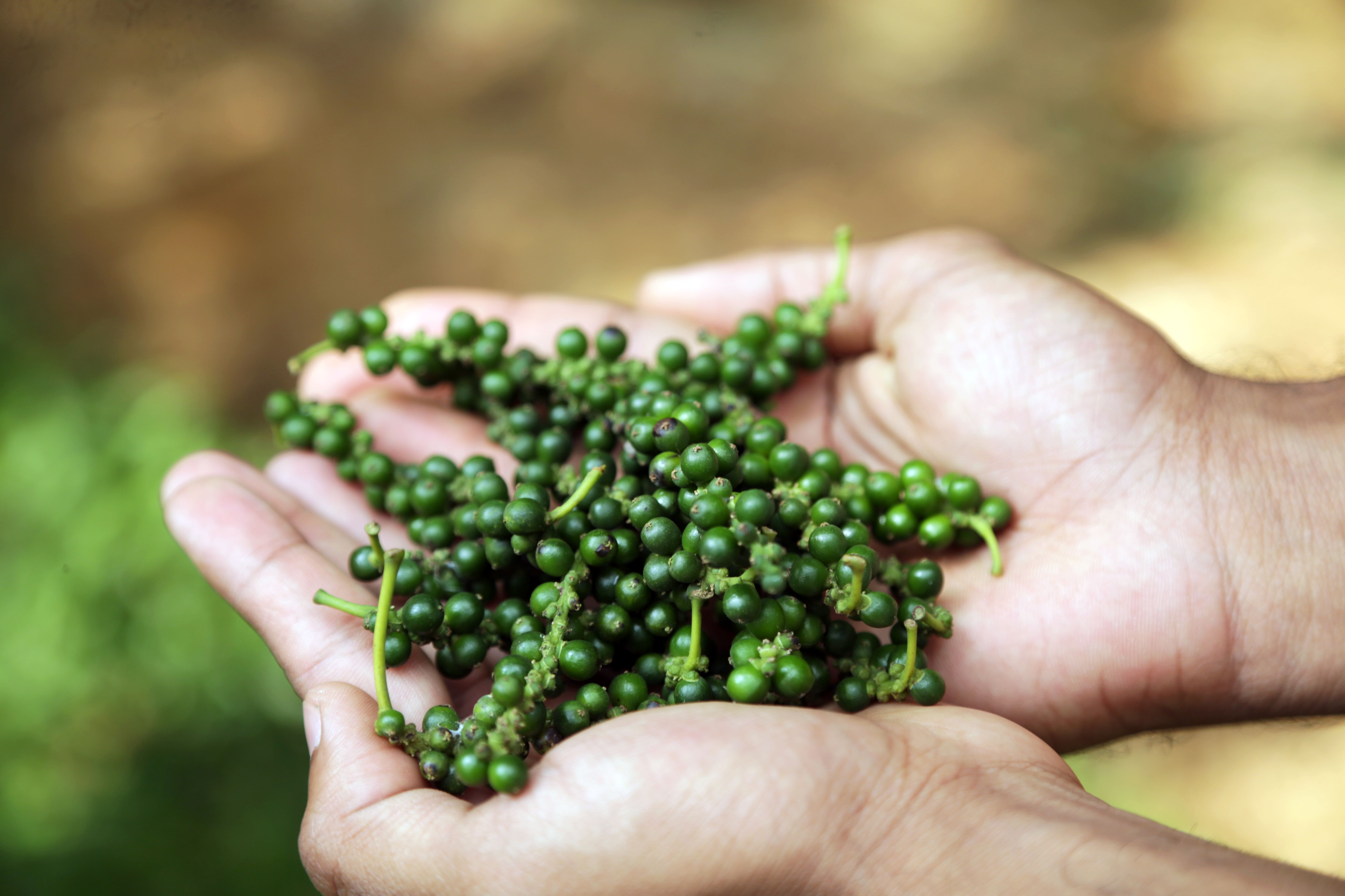 Spice harvesting